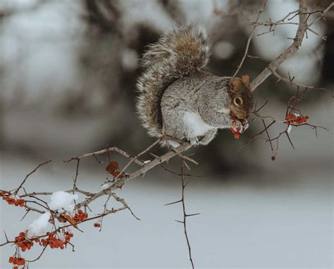 Gray Squirrel Hunting Methods Without a Dog - Project Upland