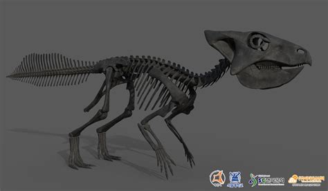 Vitamin Imagination - Koreaceratops hwaseongensis skeleton life size