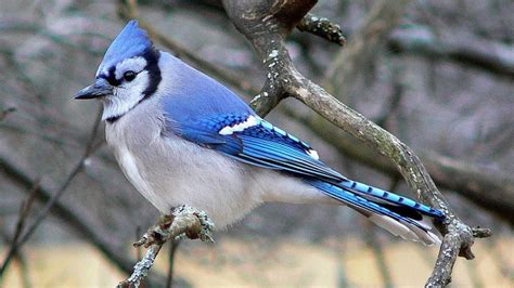 9 things to know about blue jays, P.E.I.'s provincial bird - Prince ...