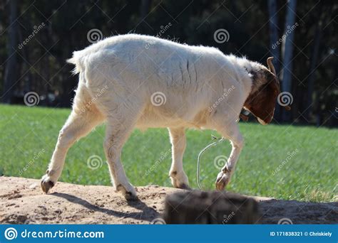 Brown and White Goat Walking Stock Image - Image of animal, goat: 171838321