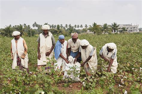 Restoring Traditional Agroecological Cotton Production in Tamil Nadu, India | One Earth