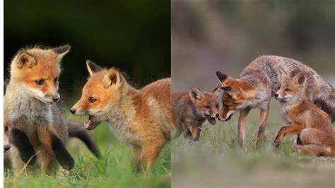 What Is a Group of Foxes Called? - Foxes Collective Nouns - Online ...