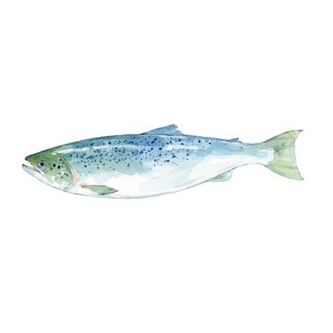 Salmon Watercolor, Fish Art Print in 2020 | Fish art, Watercolor fish, Art