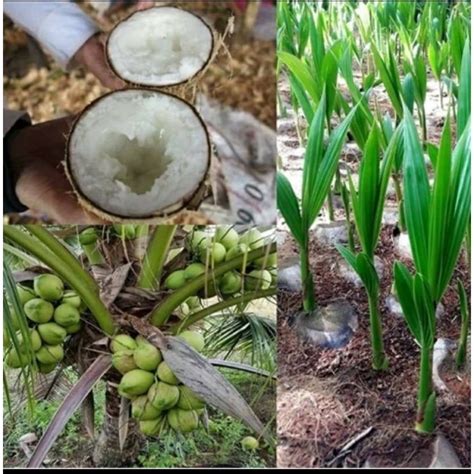 Anak Pokok Kelapa Jelly | Shopee Malaysia