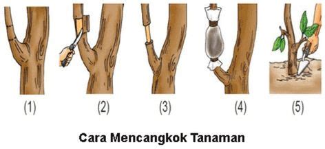 Cara Mencangkok Pohon Mangga yang Baik dan Benar - BibitBunga.com | Caras