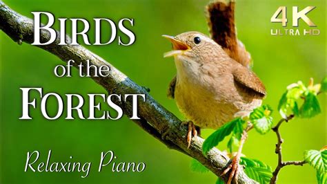 4K Birds of the Forest Ambience ~ Relaxing Piano - YouTube