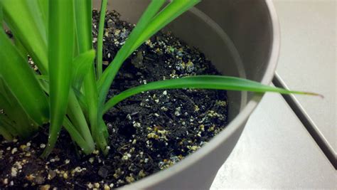 diagnosis - My indoor plant has an orange mold-like substance growing ...