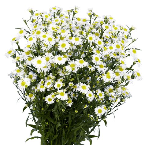 Send White Aster Flowers | GlobalRose