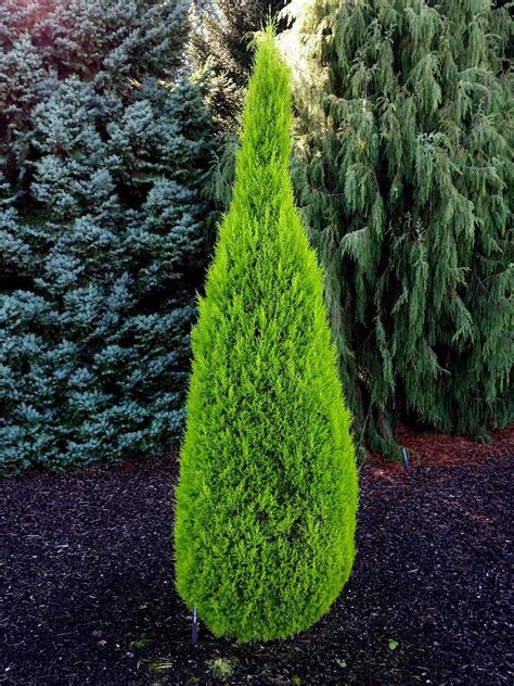 Cupressus macrocarpa ' Goldcrest ' Golden Monterey Cypress | Monterey cypress, Golden monterey ...