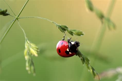 Closeup photography of red and black spotted ladybug on stem during daytime HD wallpaper ...