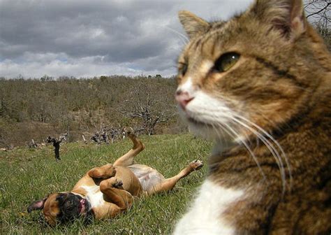 Animal Photobombs (25 pics) - Izismile.com