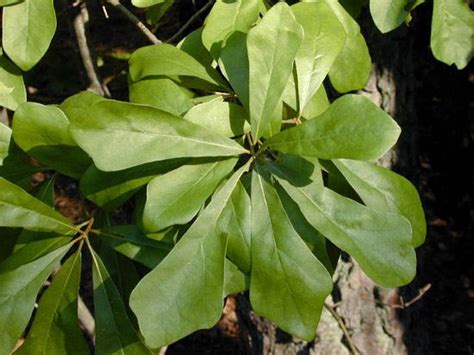 Quercus nigra - Alchetron, The Free Social Encyclopedia