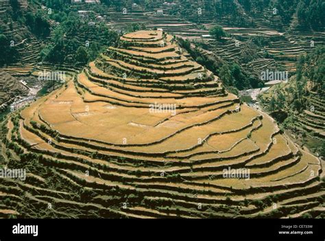 Terracing ; Terrace fields ; Terrace farming ; Step farms ; india ; asia Stock Photo - Alamy