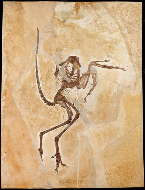 Archaeopteryx fossil - Stock Image - C045/9457 - Science Photo Library