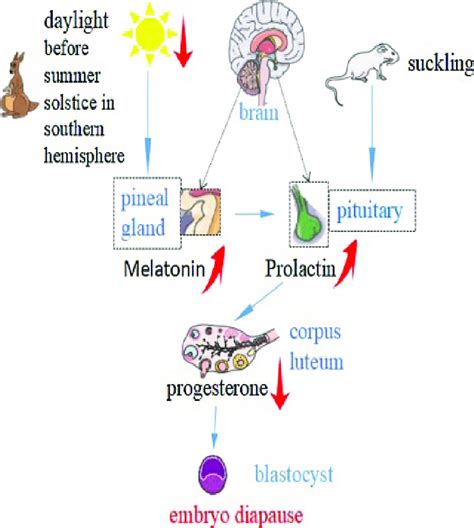 Regulation of facultative diapause (2). | Download Scientific Diagram