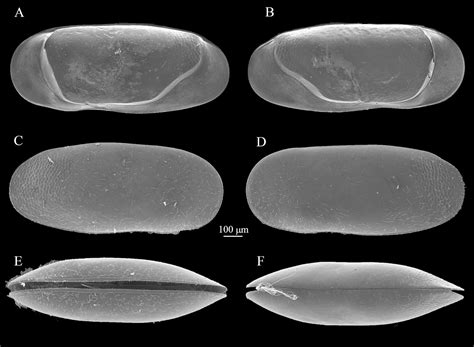 Sciency Thoughts: A new species of Ostracod from the Pleistocene of Sicily.