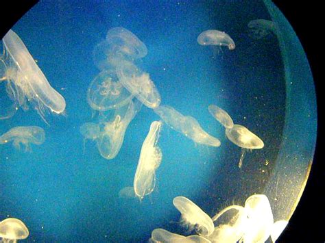 Virginia Beach Set: Jellyfish at Virginia Aquarium (video… | Flickr - Photo Sharing!