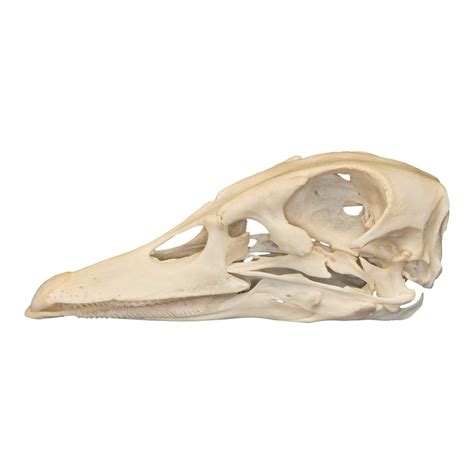 Real Domestic Duck Skull For Sale – Skulls Unlimited International, Inc.