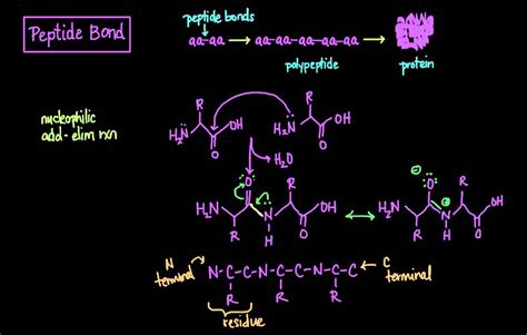 Peptide Bond Formation Diagram