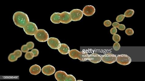 Leuconostoc Bacteria Illustration High-Res Vector Graphic - Getty Images