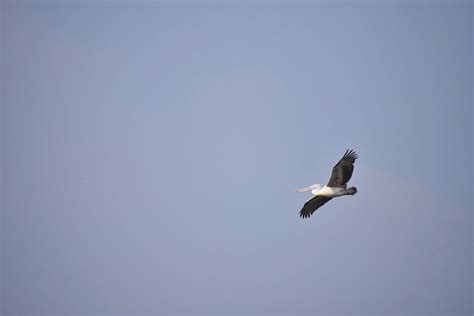 A Pelican Flying in the Air · Free Stock Photo