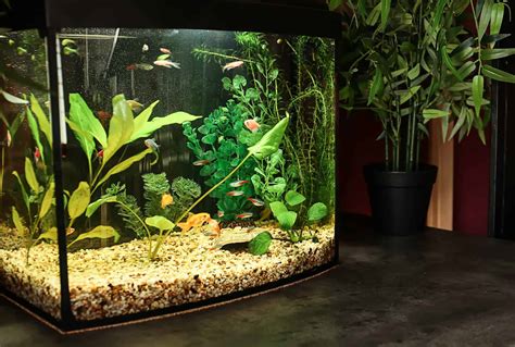 Stocking A 10 Gallon Fish Tank: The Basic How-to Guide