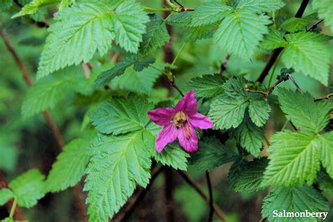 Wildflowers Found in Oregon - Salmonberry