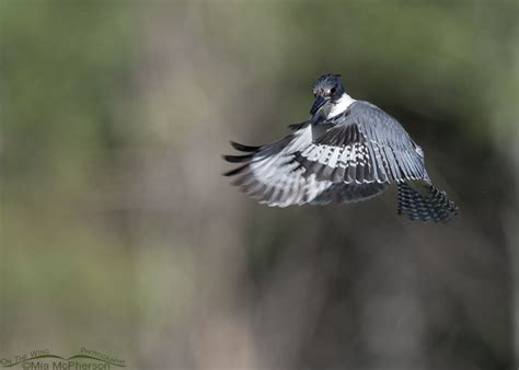 Male Belted Kingfisher in flight over a creek – On The Wing Photography