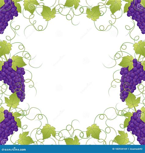 Purple Grape Frame Vine on White Background Stock Vector - Illustration ...