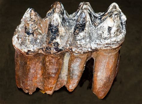 Mastodon Teeth Fossil Photograph by Millard H Sharp