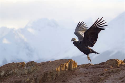 Meet the Andean Condor, the King of the Andes