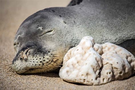 Wildlife in Hawaii - Types of Hawaiian Animals - A-Z Animals