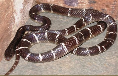 Common krait - Wikipedia