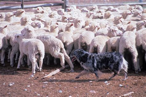 Australian Shepherd herding | Australian Shepherds | Pinterest