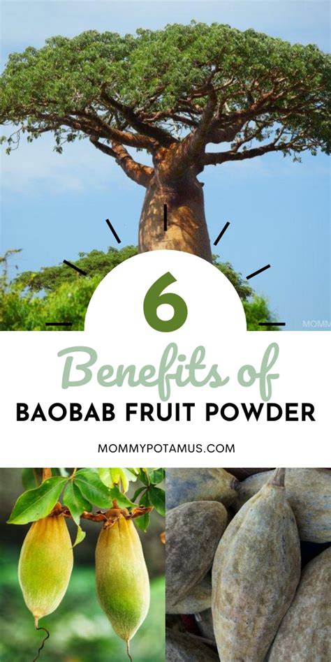 6 Benefits of Baobab Fruit Powder & How To Use It