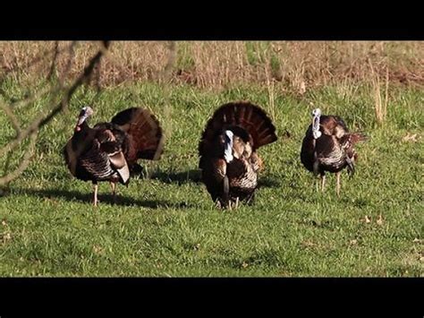 Arkansas Wildlife - S2.E4, All About Turkeys - YouTube