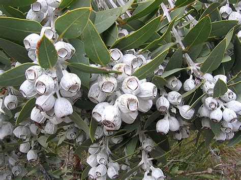 Esperance Wildflowers: Eucalyptus pleurocarpa – Tallerack