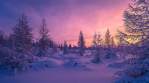 HD wallpaper: Winter Road, snow capped trees, landscape, amazing, nature, beautiful | Wallpaper ...