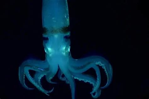 10 Unique Characteristics of Squid - Wildlife Informer