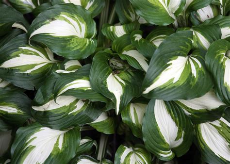 23 variegated hostas 🌿 🎨 A symphony of patterns and colors for the garden