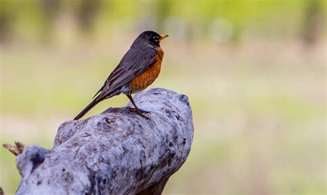 Animal Symbolism: Red Robin Meaning on Whats-Your-Sign.com