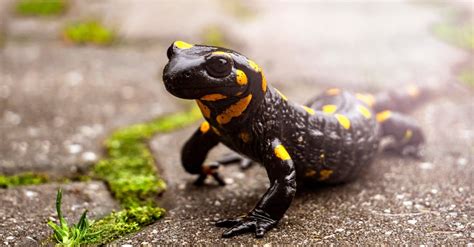 Newt vs Salamander: What’s the Difference? - A-Z Animals
