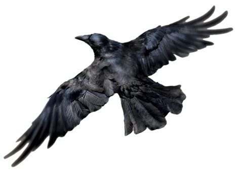 Fliegen Common Raven PNG Download Bild Download - PNG All