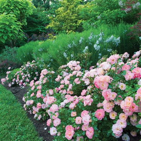 Peach Drift Groundcover Rose at Jackson and Perkins #informationaboutplants | Drift roses ...