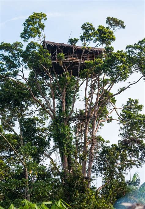 Traditional House Korowai Tribe. Tribe of Korowai Kombai , Kolufo ...