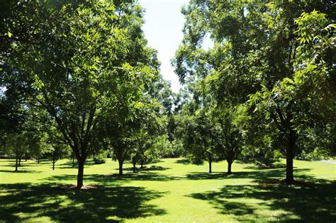 Unique Candies by Hearn Pecan Farm