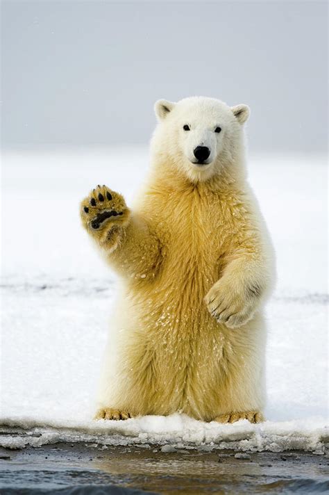 Polar Bear Cub Sits Up On Its Hind Legs, Balancing, Alaska Photograph ...