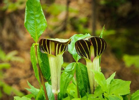 Jack-in-the-Pulpit: Plant Care & Growing Guide