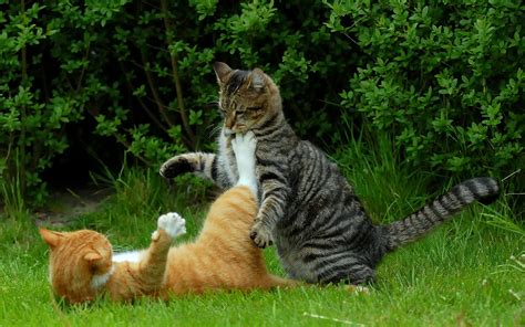 cat, Fight Wallpapers HD / Desktop and Mobile Backgrounds