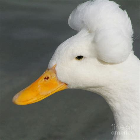 Crested Duck Photograph by Bob and Jan Shriner - Pixels